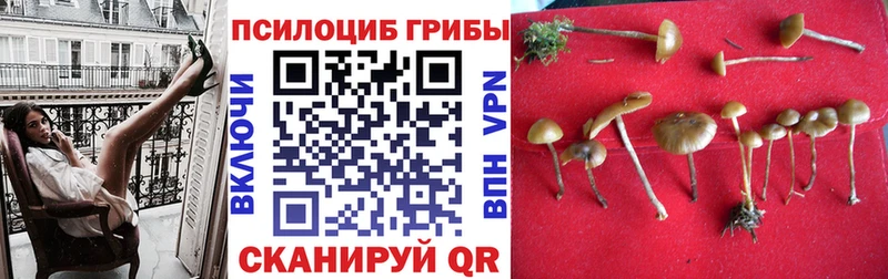 Галлюциногенные грибы Psilocybe где купить наркоту Жиздра